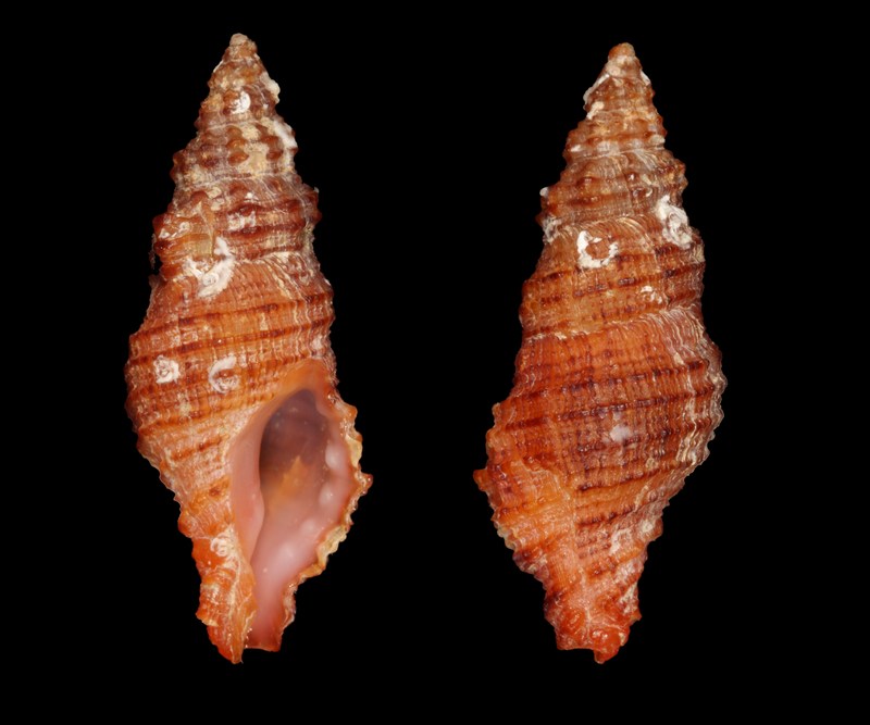 Muricopsis cristata?